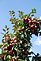 Apple Tree. Taken Sunday Oct 4th Frecon Apple Orchards by Lorna Duvinski.