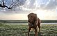 My golden retriever "Bear" posing. Taken Monday April 11, 2011 in rural Peosta by Tim Henke.