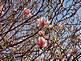 Magnolia Blossoms