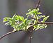 New shoots finally have some sun to reach for. Taken this weekend  at the farm by Dawn Pregler.