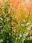 maple tree, Autumn Leaves