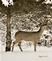 Deer in Dubuque area . Taken 1/2022  Dubuque area  by Peggy Driscoll         .