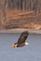 An eagle looking for food . Taken January 14 near lock and dam in Dubuque by Lorlee Servin.