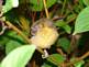 Baby Baltimore Oriole. Taken July 1, 2009 My yard, rural East Dubuque by Jody Bradley.