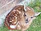 Fawn nesting near a Dubuque home while mother is away.  
Submitted by Cheryl Kohl, Dubuque