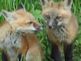 Baby Fox. Taken 5-16-10 Gravel Road by Tom Rubner.