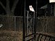 Baby owl sitting on top of our yard bench watching us. Taken March 29, 2011 at around 3:45 am, in our front yard  by Ginger Olds.