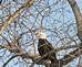 Sunset with a Bald Eagle.  My Canon captured this Eagle along the Wisconsin River.   http://www.carollmiller.com/mitch.htm
  