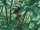 Baltimore Oriole & baby. Taken July 1, 2009 My yard in rural East Dubuque by Jody Bradley.