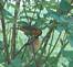  Baltimore Oriole feeding baby-2. Taken July 1, 2009 My yard in rural East Dubuque by Jody Bradley.