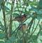 Baltimore Oriole watching over baby. Taken July 1, 2009 My yard in rural East Dubuque by Jody Bradley.