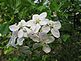 Wild apple blossoms bloom. Taken this week in the woods. by Dawn Pregler.