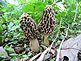 They're back!  Morels are up with the warm weather and rain. Taken this week somewhere near Dubuque. by Dawn Pregler.