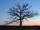 A lone oak tree. Taken May 3rd in rural Iowa by Dawn Pregler.