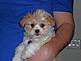 I'm so cute! 
 -- Bentley, 11-week-old Teddy Bear Puppy