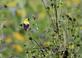 A male American goldfinch rests on a incomplete cup plant with a seed in it's beak.. Taken August 25, 2023 Mines of Spain, Dubuque, IA by Veronica McAvoy.