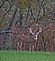 Big Deer. Taken 2008 In a field near Hanvoer Illinois by Sheree Johnson.