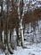 The lonely birch.... Taken December Dubuque County by Laurie Helling.