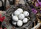 bird eggs. Taken today Peosta by judith a simon.