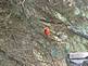 Cardinal carring for a baby cow bird. Taken 07/07/09 Dubuque, IA by David Pins.