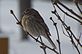 Bird resting on the bush. Taken 2-9-13 backyard in Dubuque by Peggy Driscoll.