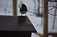 bird on top of the feeder . Taken 2-9-13 backyard in Dubuque by Peggy Driscoll.