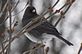 Bird watching me from the house. Taken 2-9-13 Backyard in Dubuque by Peggy Driscoll.