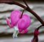 Bleeding heart plant. Taken April 10, 2012 in our backyard by Bob Harron.