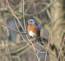 Bluebird. Taken My yard in rural East Dubuque May 25, 2009 by Jody Bradley.