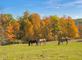Horses grazing on a beautiful fall day.. Taken in October  near Platteville, Wisconsin  by Lorlee Servin.