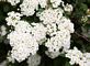 Bridal Wreath blossoms. Taken May 1, 2012 in our backyard by Bob Harron.