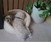 Reggie sharing his bed with newly adopted stepbrother, Mr. Rodgers . Taken Friday at home by mom.