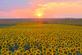The sun sets over a field of sunflowers. Taken in September in Belle Plaine, Iowa by Lorlee Servin.