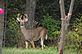 Buck feeding in the Backyard. Taken 9-5-12 Backyard in Dubuque by Peggy Driscoll.