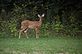 Young deer watching as the two older deer feed on apples. Taken 9-5-12 Backyard in Dubuque by Peggy Driscoll.