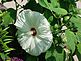 hibiscus flower. Taken 8-10-10 my yard by me.