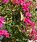 Butterfly on flowers. Taken this weekend my back yard by Lorna.