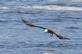 An eagle soars over the Mississippi river with a fish. Taken January 13 in Dubuque by Lorlee Servin.