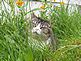 Camille in the "jungle". Taken Summer 2010 in rural Dubuque by Barb Miller.