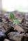 A small plant begins to grow among the sea of rocks. Taken April 30, 2011 in Platteville, WI by Lindsey Porter.