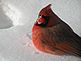 Cardinal. Taken 1/2/10 Out our patio door by Deb Hogan.