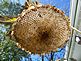 Shower head of sun flower seeds. Taken 10-18-09 My back yard by Kimberly Jo Wulfekuhle.