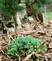 young plants poking through the dirt