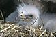 Chick #1 - Eagle's Nest in Decorah, IA. Taken 06/April/2011 Computer Webcam by Jack.