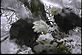 Chick's First Snowfall ~ Eagle's Nest in Decorah, IA. Taken 16Apr,2011 Computer Webcam by Jack.