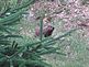 Woodchuck. Taken 6-8-10 at Dyersville by Mary Radloff.