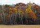 Stark white birch trees stand out front and center against a colorful background. Taken on Monday  in rural Wisconsin. by Dawn Pregler.