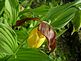 Ladyslipper. Taken June 2010 Grandpa's Wildflower Garden. by Collin Link.