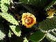 Flowering Cactus. Taken June 2010. Our Garden. by Collin Link.