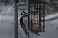 Woodpecker on feeder. Taken 12-5-10 Backyard by Peggy Driscoll.